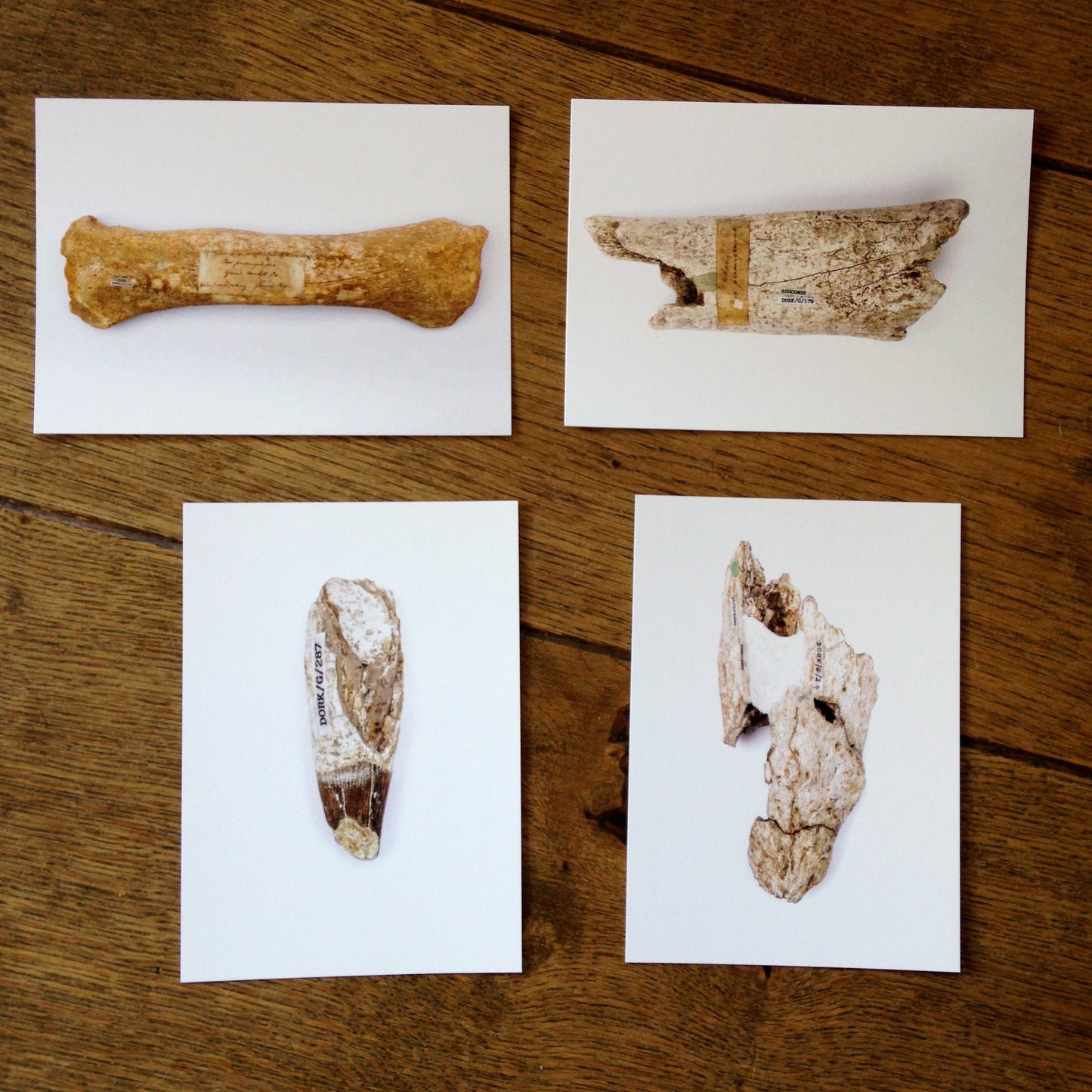 Andrew Shaylor - Set of 4 Postcards of the Ashcombe Collection