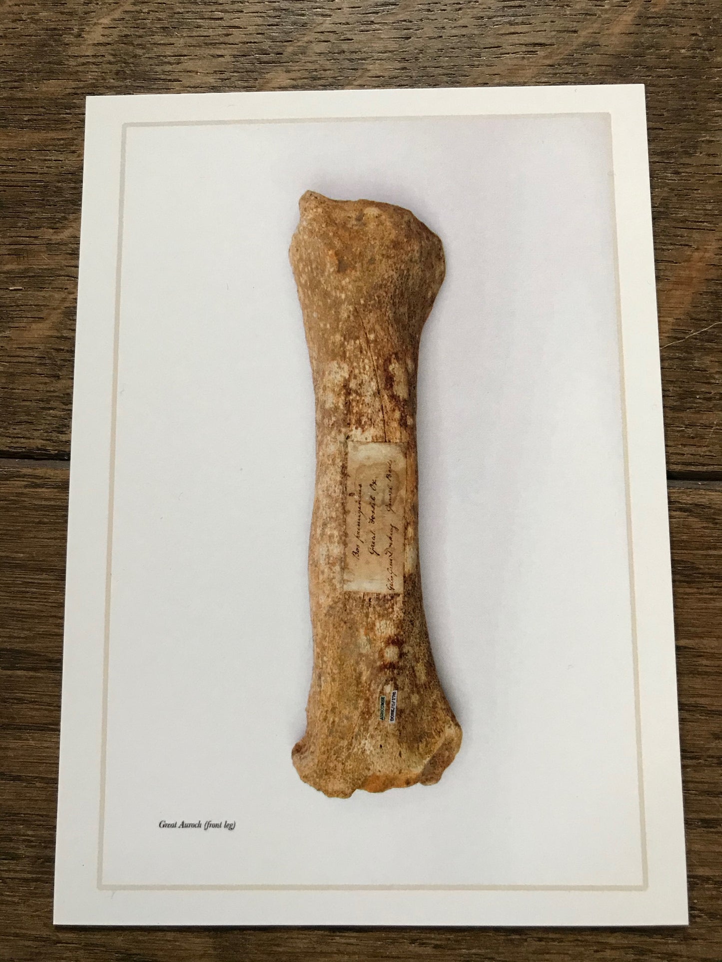 Andrew Shaylor - Postcard of Great Auroch Leg (Front) with writing