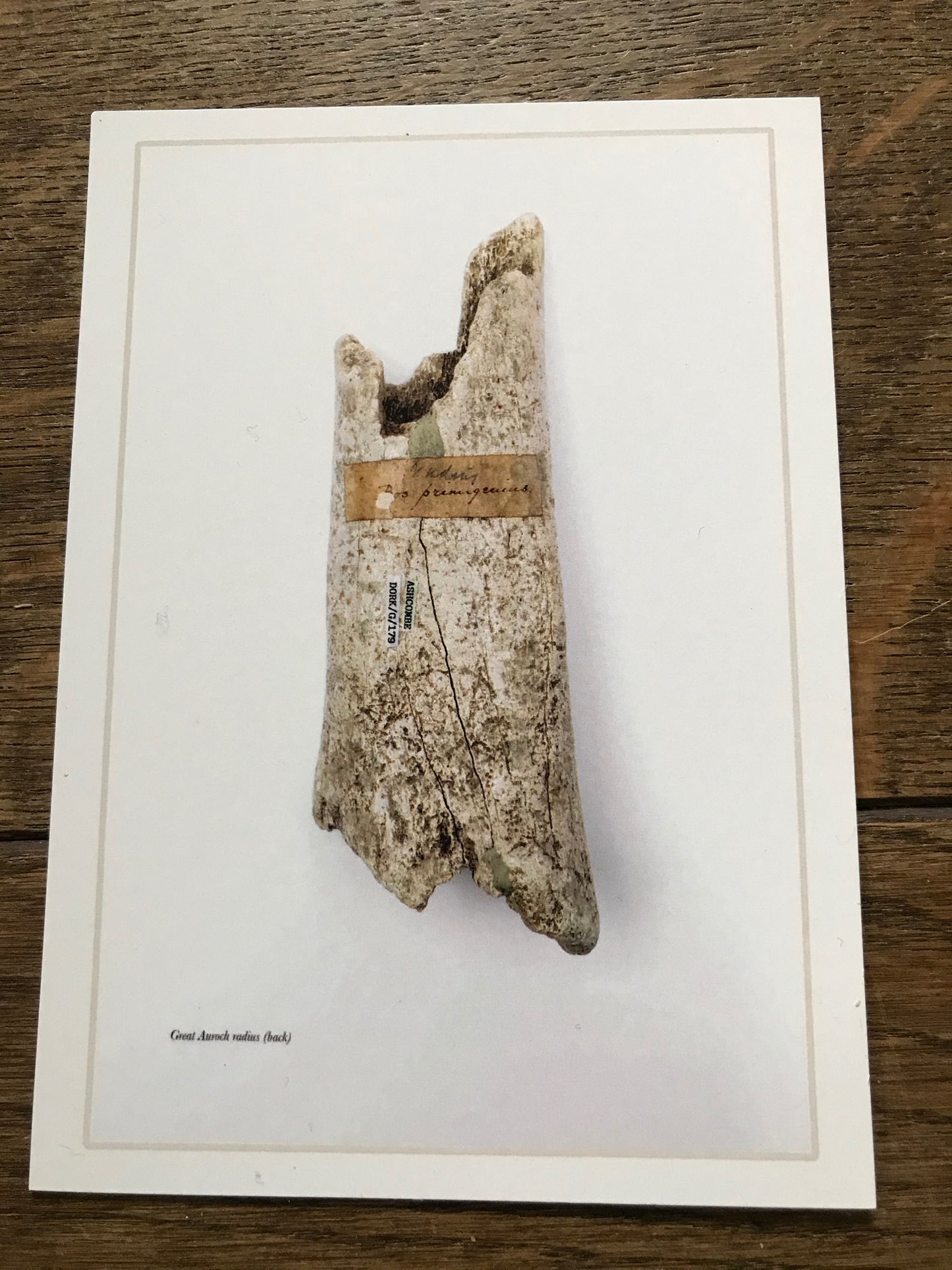 Andrew Shaylor - Postcard - Back of Great Auroch Radius (with writing)