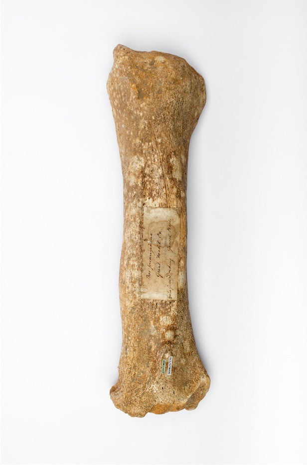 Andrew Shaylor - Postcard of Great Auroch Leg (Front)