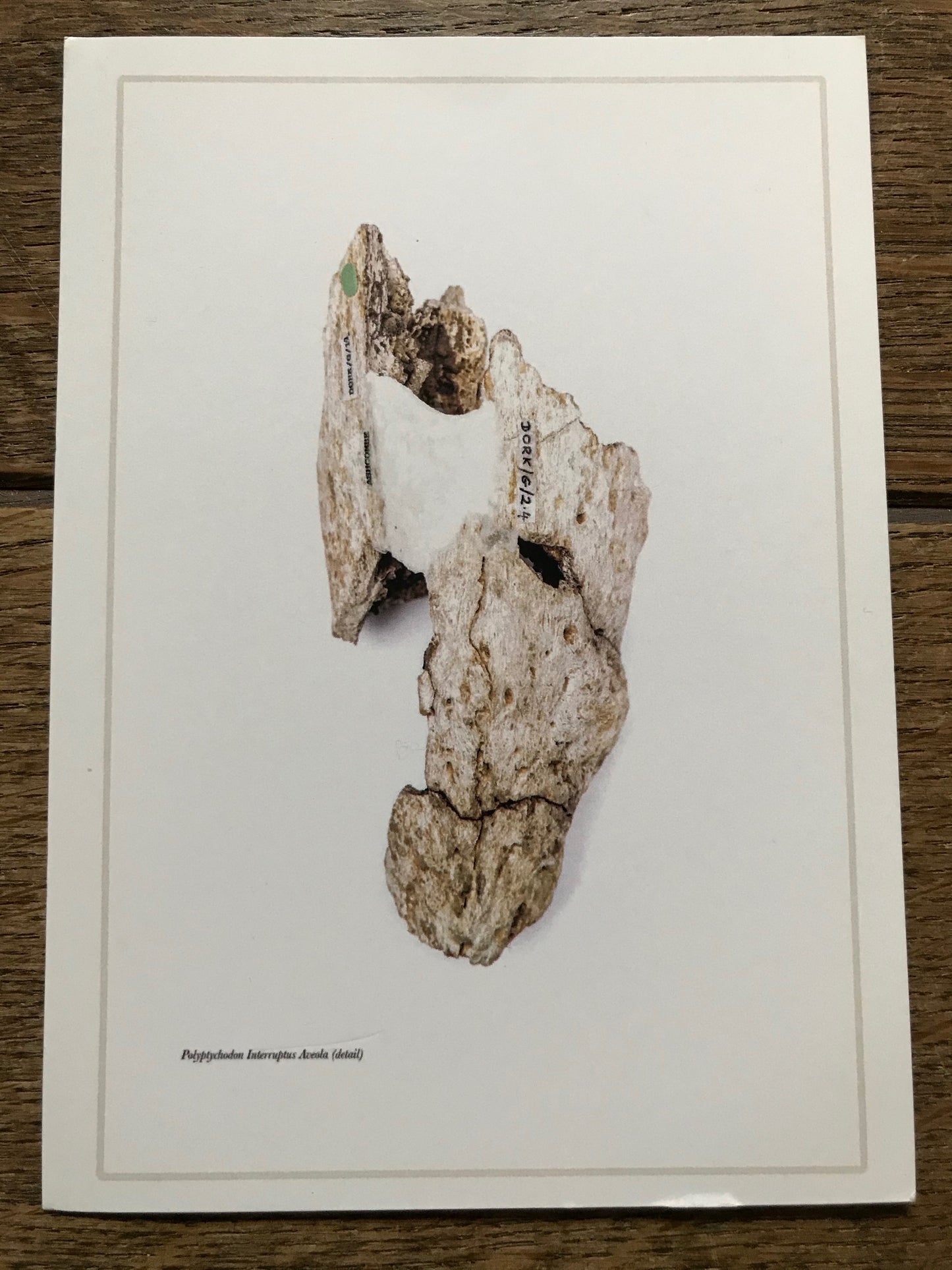 Andrew Shaylor - Postcard of Polyptychodon Interruptus Alveola (with writing)