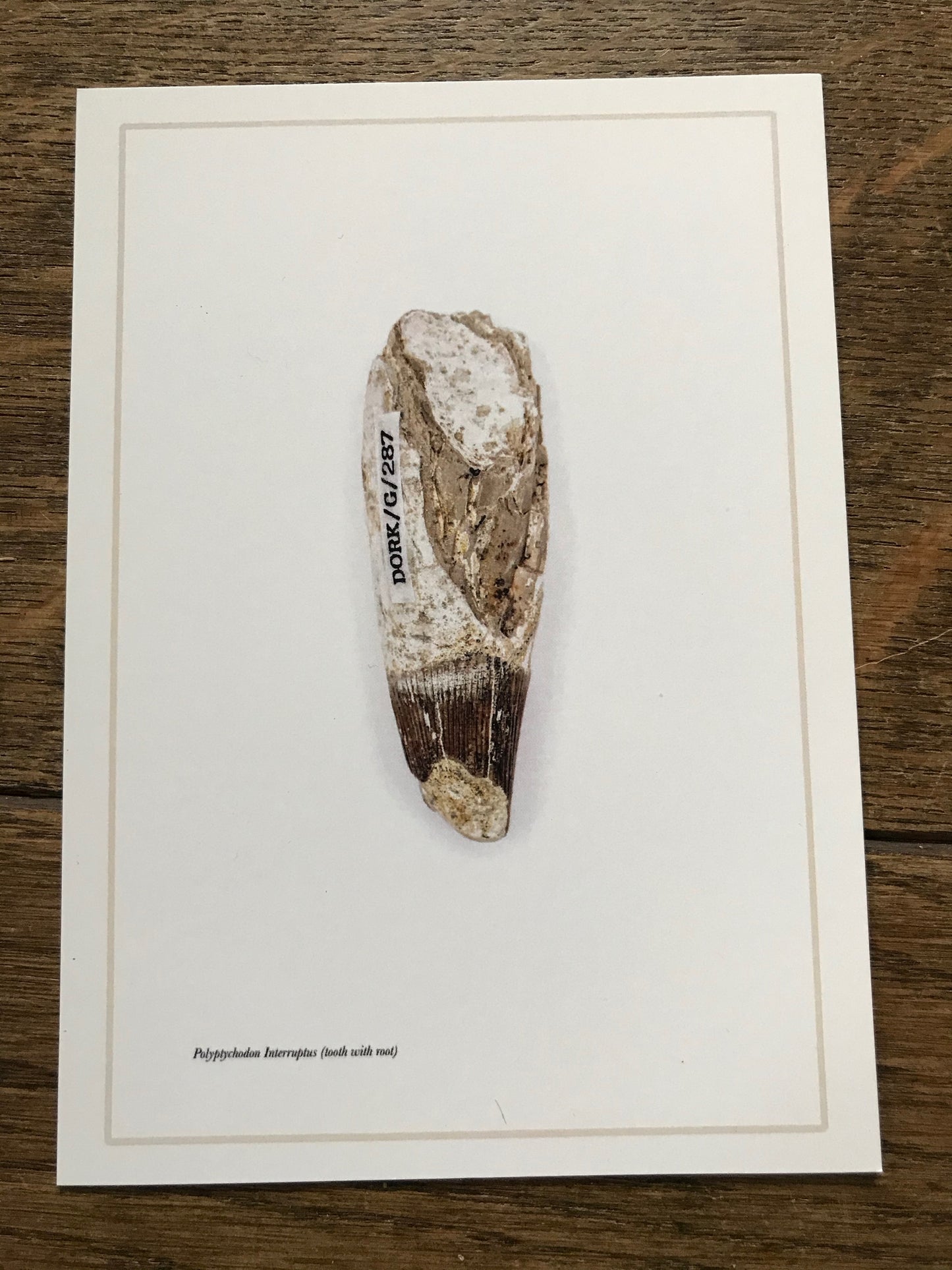 Andrew Shaylor - Postcard of Polyptychodon Interruptus Tooth (with writing)