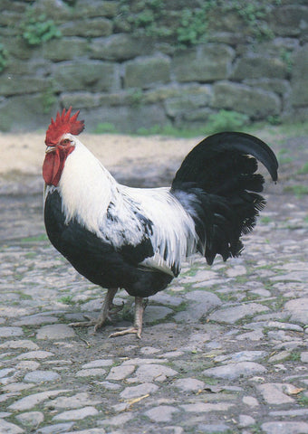 Postcard of The Dorking Cockerel