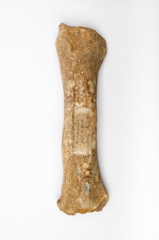 Andrew Shaylor - Postcard of Great Auroch Leg (Front)