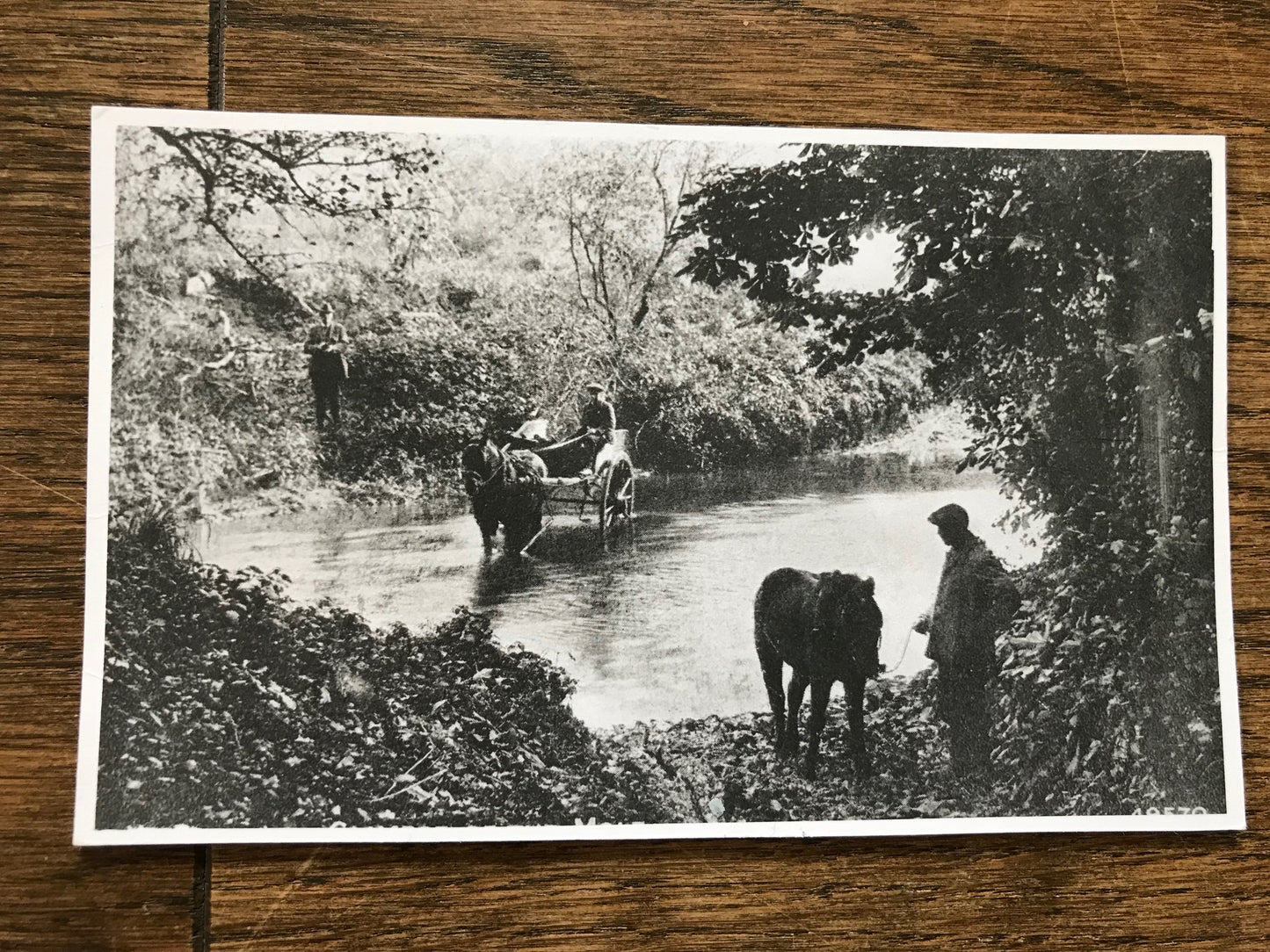 Vintage Black & White Postcard of horses in the River Mole