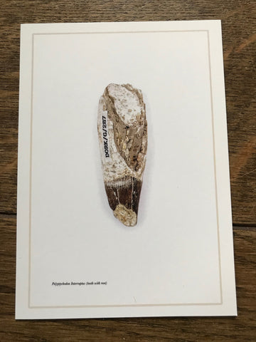 Andrew Shaylor - Postcard of Polyptychodon Interruptus Tooth (with writing)